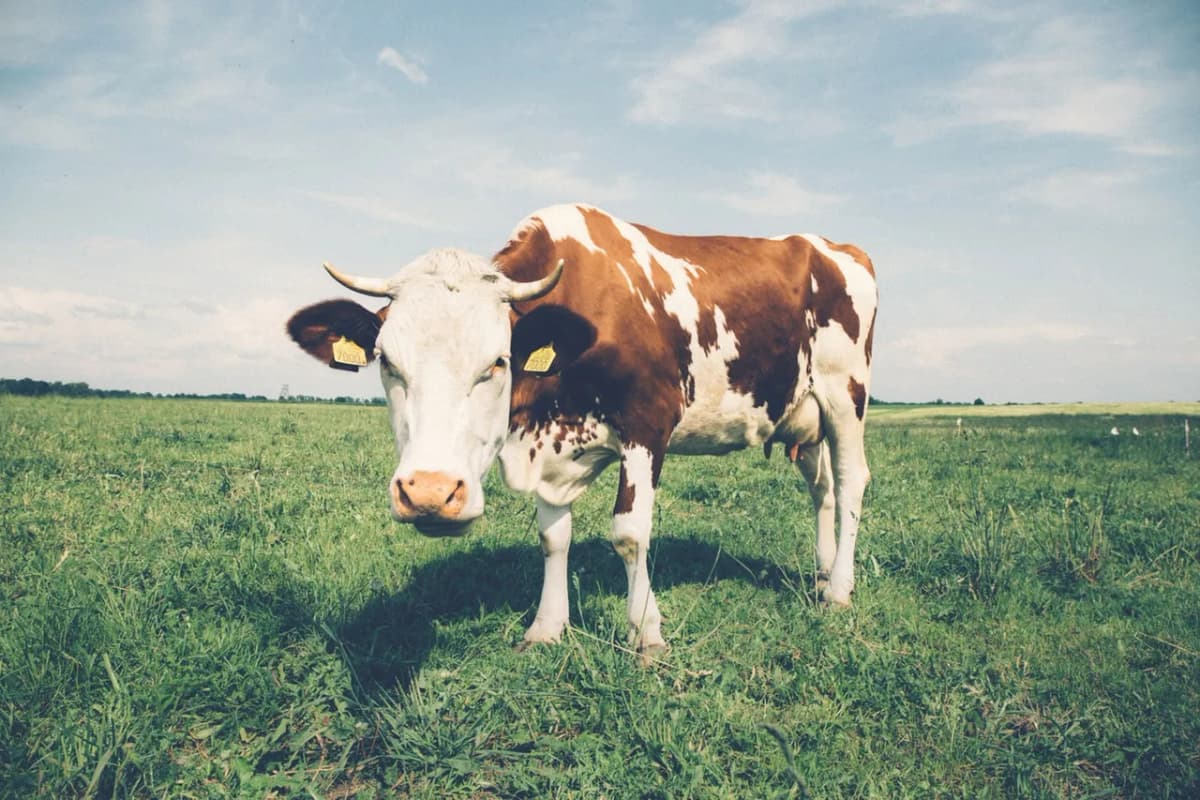 One of our dairy cows